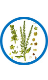 ProstaGenix Natural Ingredient: Beta Sitosterol